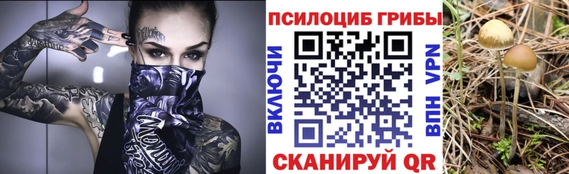 Псилоцибиновые грибы Psilocybe как найти наркотики Павловская